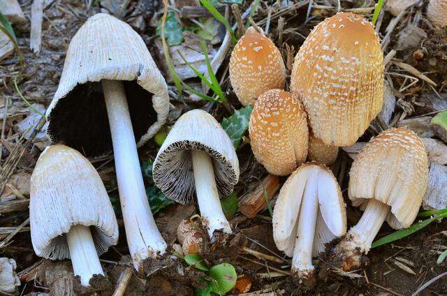 Image de Coprinellus