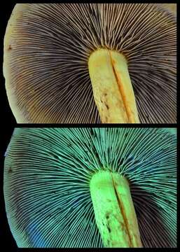 Image of Hypholoma