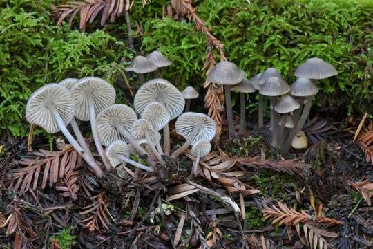 Image of Reddish spotted mycena