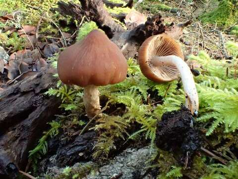 Image of Psathyrella septentrionalis A. H. Sm. 1972