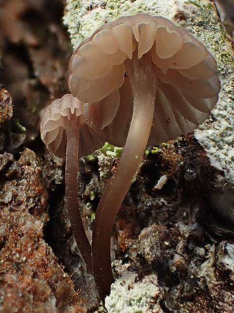 Mycena corticola (Pers.) Gray 1821的圖片