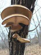 Image of Pleurotus