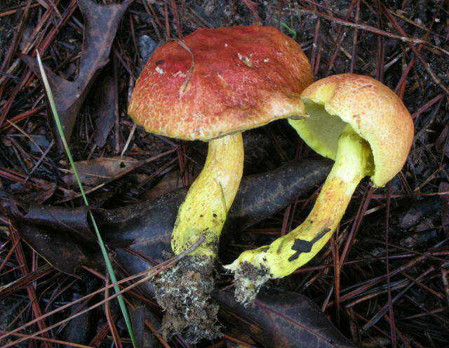 Image of Pulveroboletus