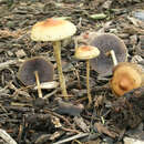 Image of Psilocybe tuberifera Fraiture 2010