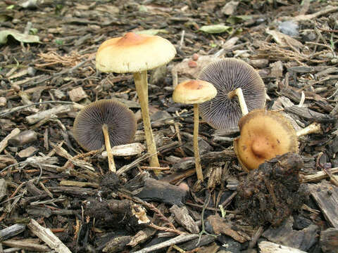 Image of Psilocybe tuberifera Fraiture 2010