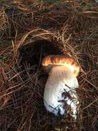 Image of Boletus