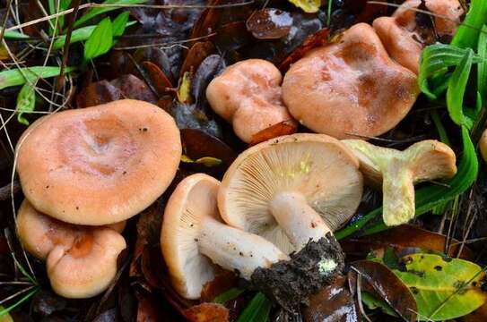 Image of Lactarius xanthogalactus Peck 1907