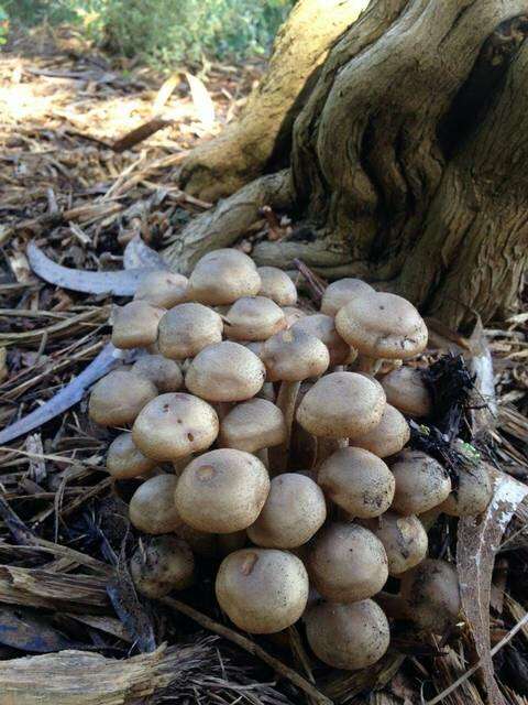 Image of Honey Fungus