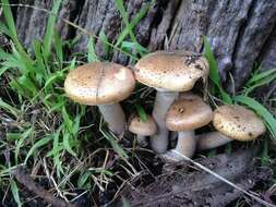 Image of Honey Fungus