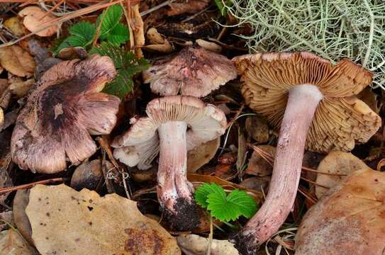 Inocybe adaequata (Britzelm.) Sacc. 1887 resmi