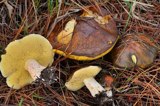 Imagem de Suillus pungens Thiers & A. H. Sm. 1964