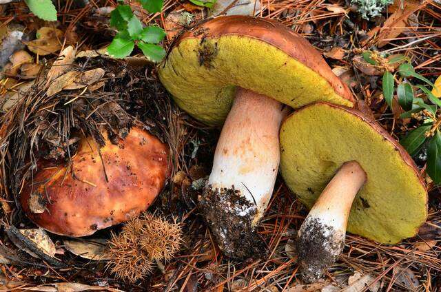 Image of Boletus regineus D. Arora & Simonini 2008