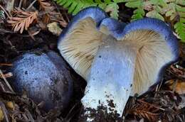 Image of Entoloma medianox C. F. Schwarz 2015