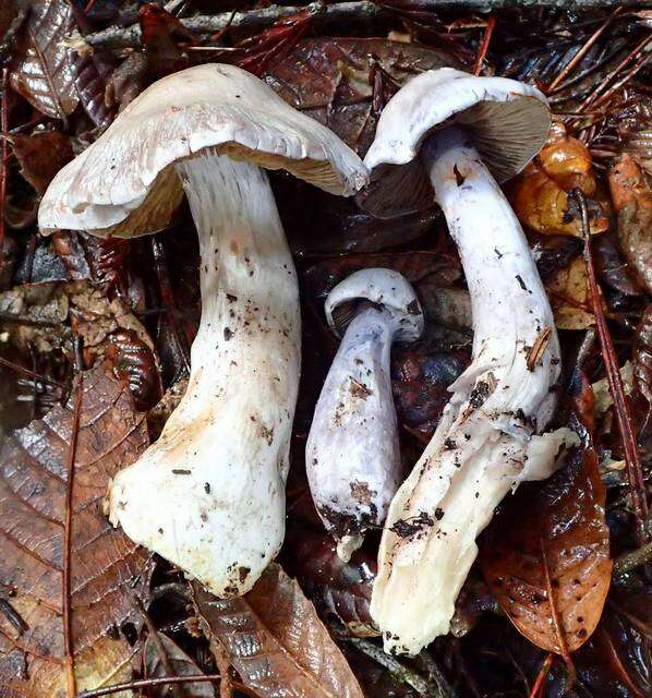 Image of light violet cortinarius