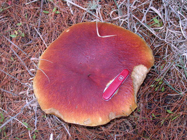 Image of Boletus