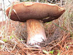 Image of Boletus