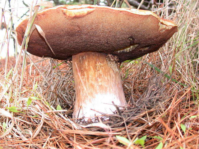 Image of Boletus