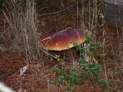 Image of Boletus