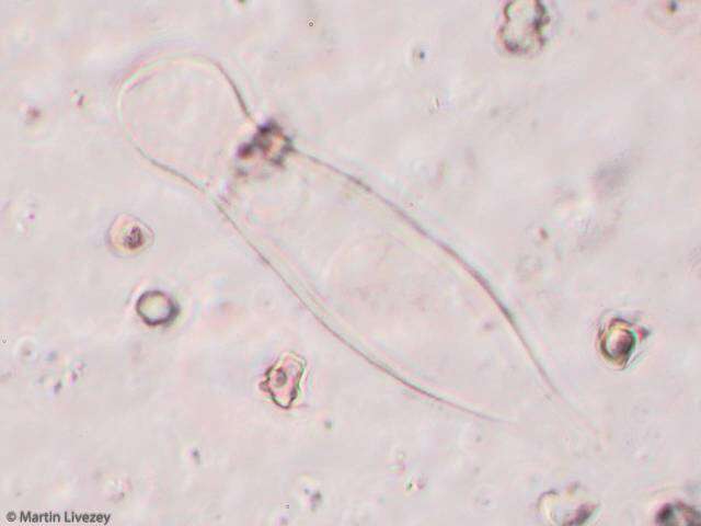 Image of Inocybe tahquamenonensis D. E. Stuntz 1954