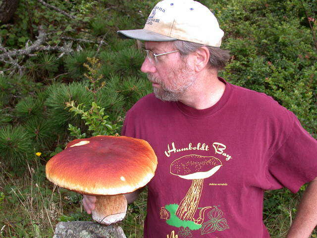 Image of Boletus