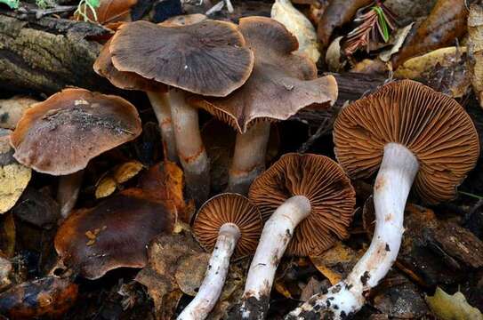 Слика од Cortinarius ohlone Bojantchev 2013