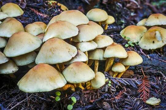 Image of Hypholoma