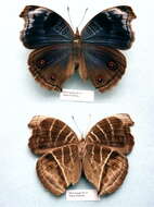 Image of Junonia touhilimasa