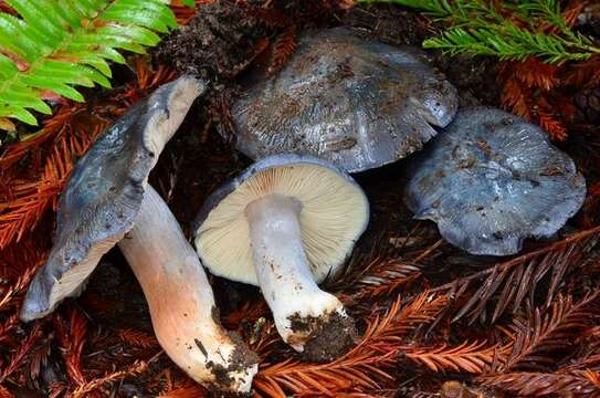 Image of Entoloma medianox C. F. Schwarz 2015