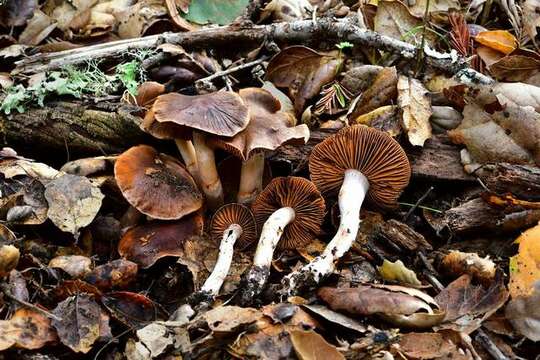 Sivun Cortinarius ohlone Bojantchev 2013 kuva