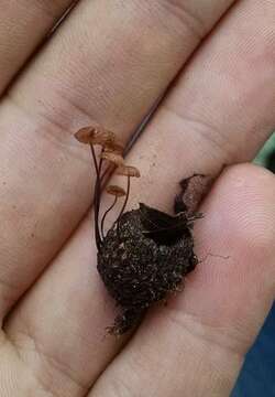 Image of Euphrates Soft-shelled Turtle