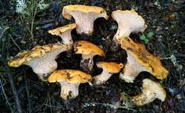 Image of Cantharellus californicus D. Arora & Dunham 2008