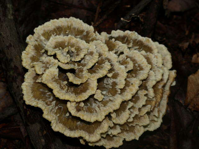 Image de Thelephora vialis Schwein. 1832