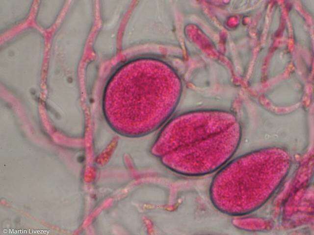 Image of Tremellomycetes