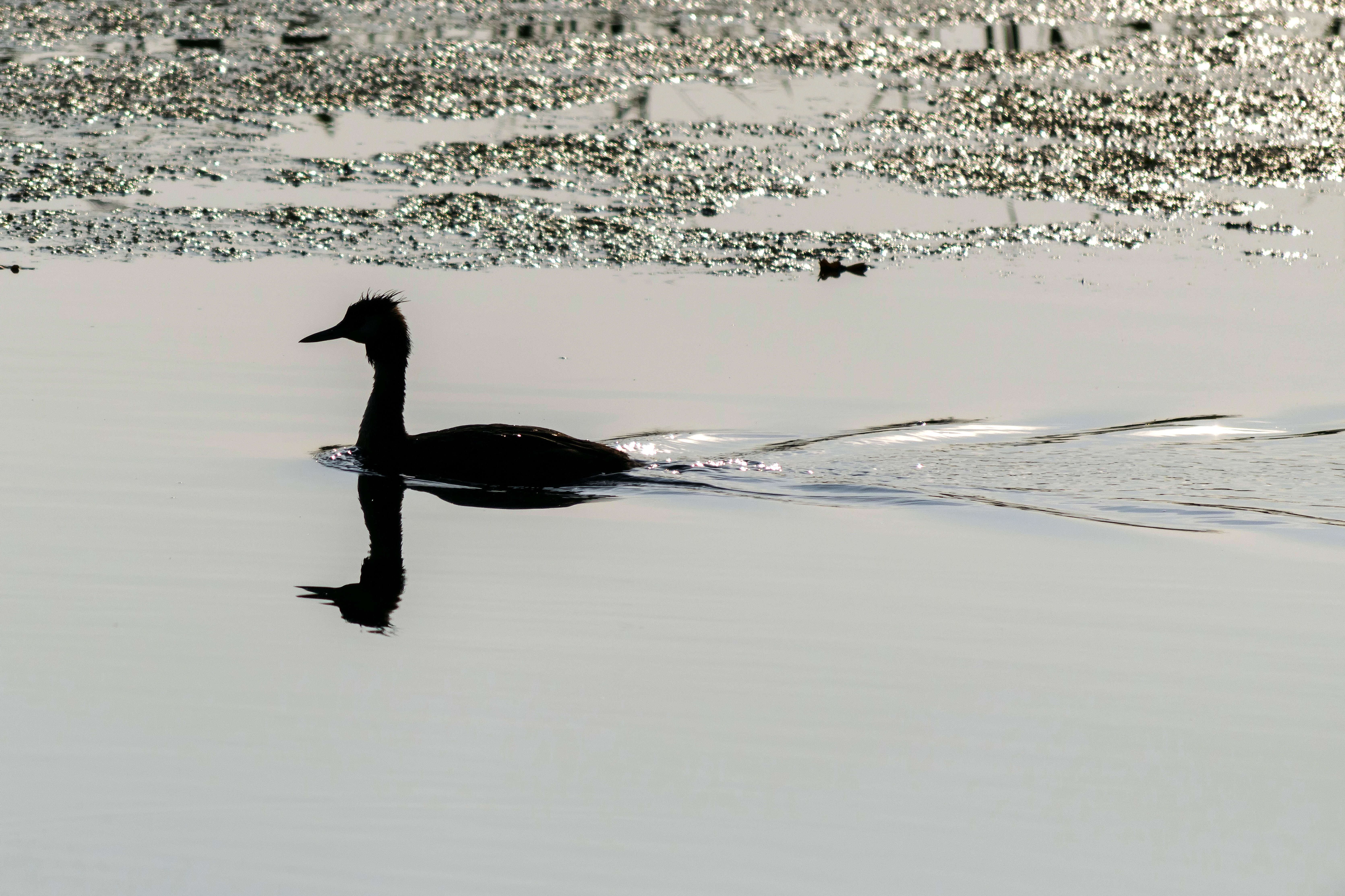 Image of Podiceps Latham 1787