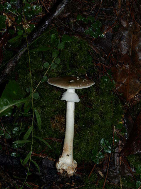 Image of Amanita brunnescens G. F. Atk. 1918