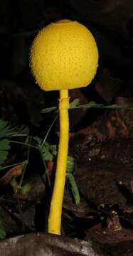 Image of Leucocoprinus