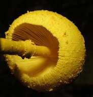 Image of Leucocoprinus