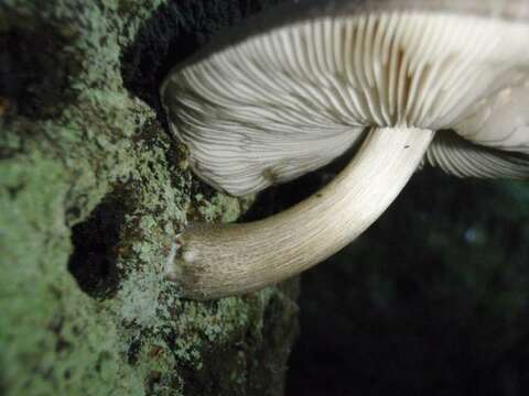 Pluteus atromarginatus (Konrad) Kühner 1935 resmi