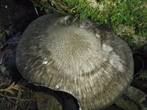 Pluteus atromarginatus (Konrad) Kühner 1935 resmi