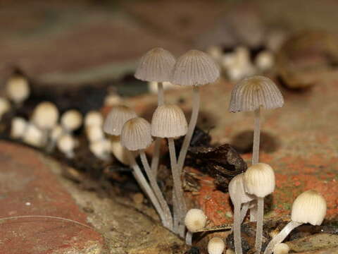 Image de Coprinellus