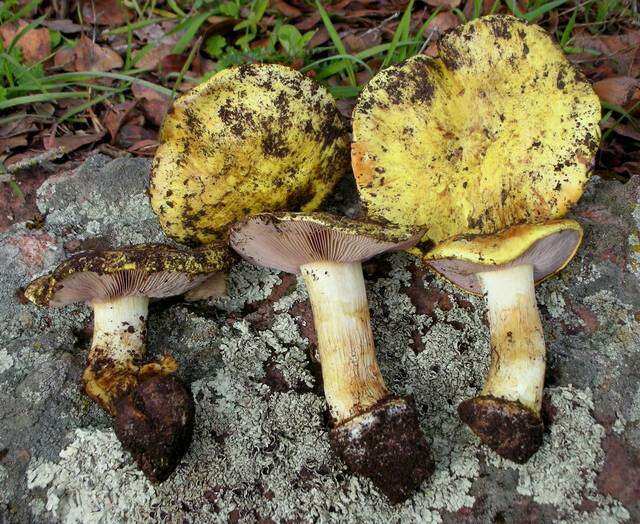 Image of Cortinarius amabilis Bojantchev, Ammirati & Pastorino 2015