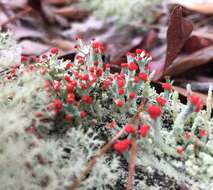 Слика од Cladonia cristatella Tuck.