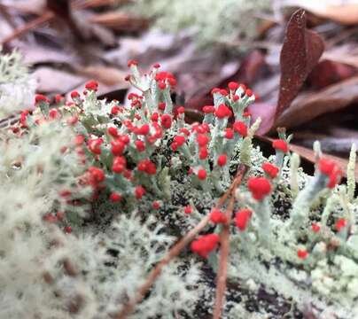 Image of cup lichen