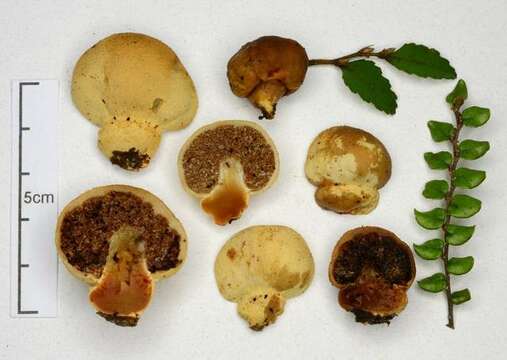 Image de Cortinarius cartilagineus (G. Cunn.) Peintner & M. M. Moser 2002