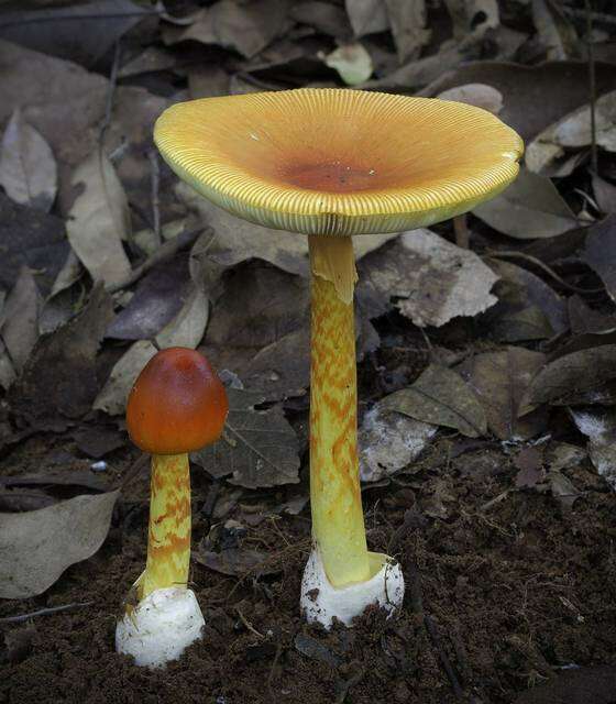 Image of Amanita hemibapha (Berk. & Broome) Sacc. 1887