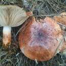 Plancia ëd Tricholoma fracticum (Britzelm.) Kreisel 1984