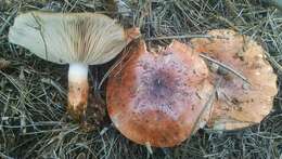 Image of Tricholoma fracticum (Britzelm.) Kreisel 1984