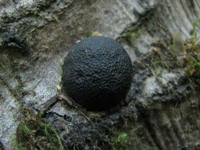 Image of Annulohypoxylon