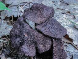 Image of Inocybe tahquamenonensis D. E. Stuntz 1954