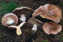 Image of Agarics